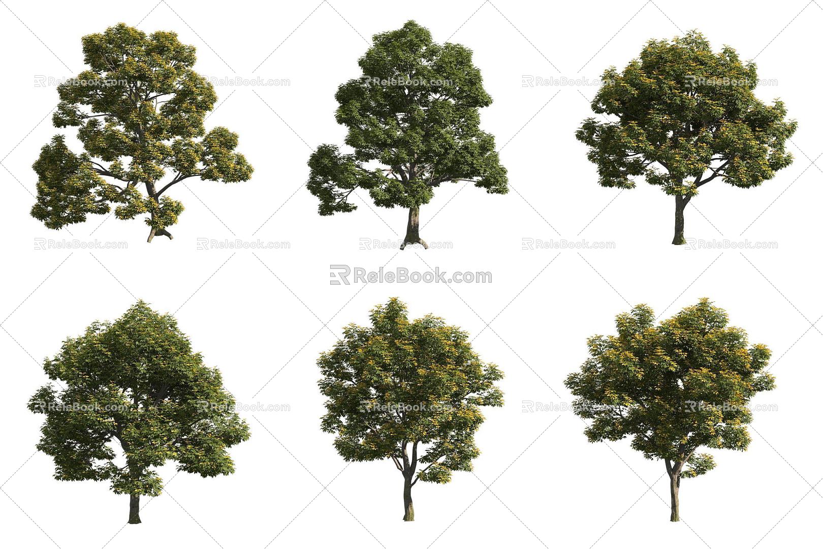 European ash tree 3d model