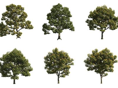 European ash tree 3d model