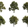 European ash tree 3d model