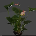Anthurium Indoor Plant With Large Green Leaves And Pink Flowers