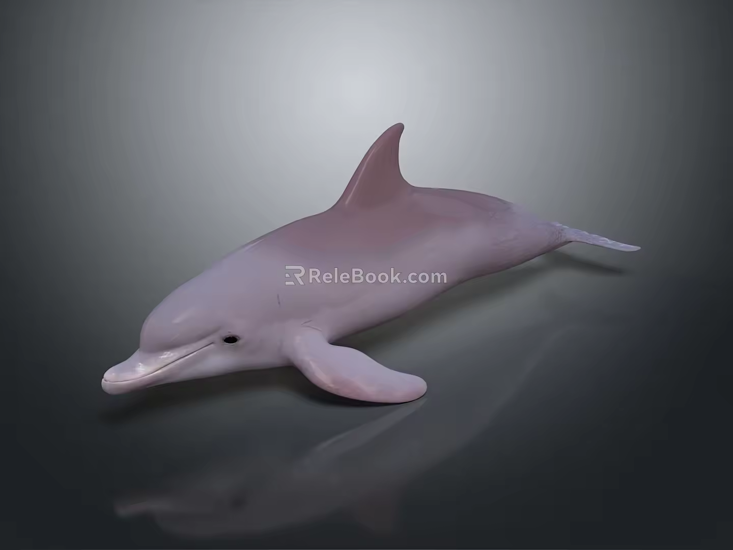 Spotting Dolphin Cartoon Dolphin Animation Dolphin Animation Dolphin Animation Character Game Character 3d model