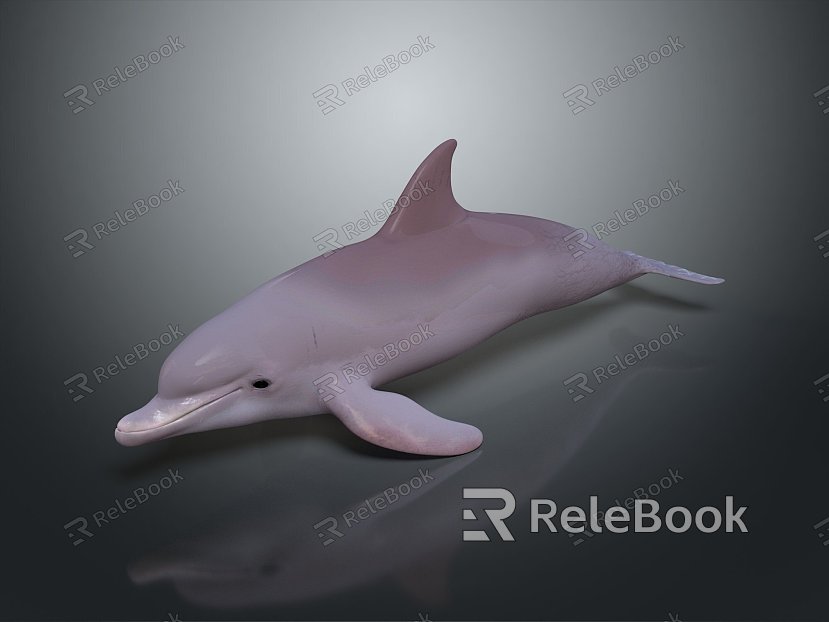 Spotting Dolphin Dolphin Cartoon Dolphin Animation Dolphin Animation Dolphin Animation Character Game Character model