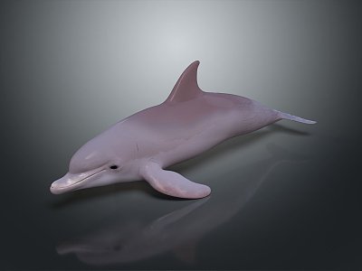 Spotting Dolphin Cartoon Dolphin Animation Dolphin Animation Dolphin Animation Character Game Character model