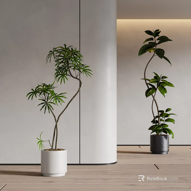 Indoor Bonsai Plant With Curved Branches Lush Green Leaves White Grey Pots 3d model 