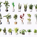 Diverse Potted Green Plants With Various Foliage And Decorative Pots