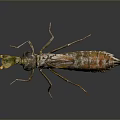 Praying Mantis Nymph With Detailed Brown Green Body And Long Legs On Dark Background