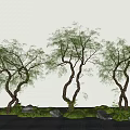 modern landscape tree yew modeling tree courtyard tree micro topography 3d model