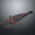 Detailed 3D Modeled Striped Shrimp With Copper Colored Body On Gray Background