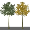 Two Arbor Trees Displaying Green and Yellow Foliage Against White Background and Casting Shadows 3d model
