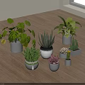 Various Indoor Potted Plants With Decorative Pots And Succulents On Wooden Floor