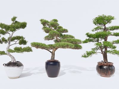 New Chinese Potted Pine model