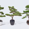Beautiful Pine Bonsai Trees in Various Ceramic Pots for Indoor 3d model