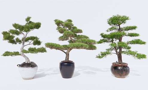 New Chinese Potted Pine 3d model