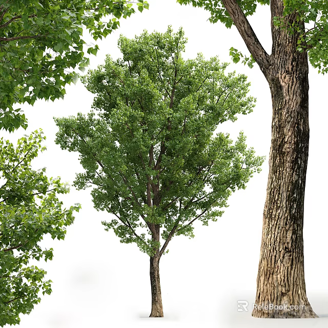 Healthy Tall Arbor With Thick Trunk And Lush Green Canopy Leaves 3d model 