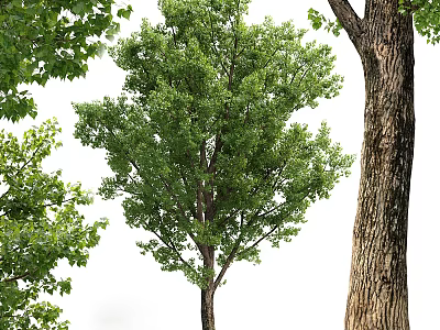 Healthy Tall Arbor With Thick Trunk And Lush Green Canopy Leaves 3d model