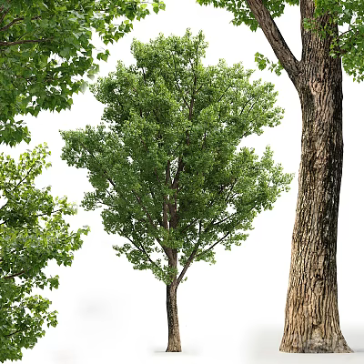 Healthy Tall Arbor With Thick Trunk And Lush Green Canopy Leaves 3d model