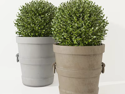 Round Green Foliage Potted Plants In Gray And Brown Bucket Shaped Pots With Handles 3d model