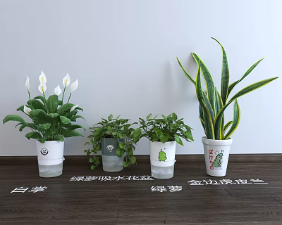 Indoor Potted Peace Lily Pothos Gold Edge Spider Plant in Ceramic Self Watering Pots 3d model
