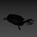 Anatomical Turtle Skeleton Display With Detailed Carapace On Green Geometric Background