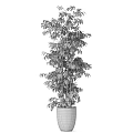 Indoor Garden Decor With Tall Green Plant In White Pot And Dense Fresh Glossy Leaves