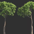Two Leafy Trees With Lush Green Foliage And Slender Brown Trunks