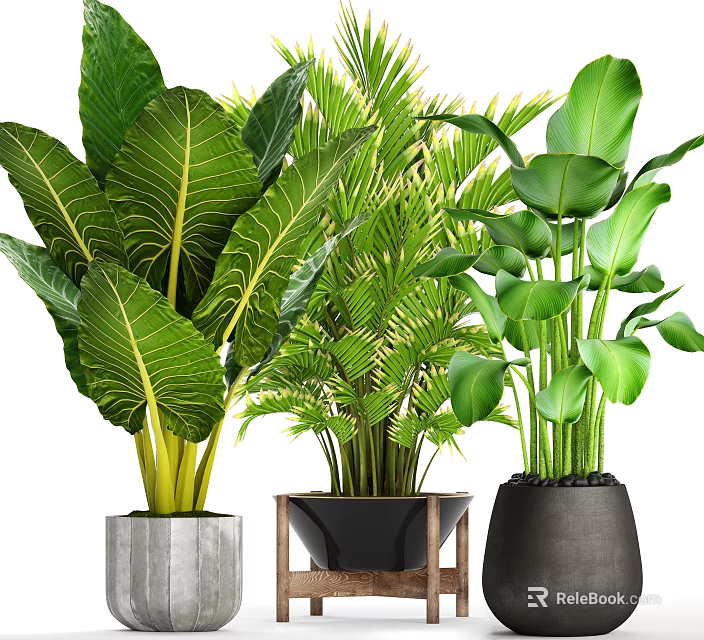 Lush Green Potted Plants With Large Leaves In Concrete Wooden And Black Pots 3d model 