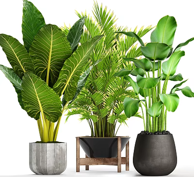 Lush Green Potted Plants With Large Leaves In Concrete Wooden And Black Pots 3d model