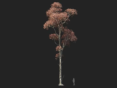Tall Arbor With Reddish Brown Leaves Slender Trunk And Small Human Figure 3d model
