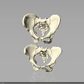 Two Human Pelvis Anatomical Organ Models On Black Background With Reflection 3d model