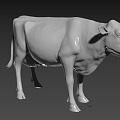 Cow Cow Cow 3d model