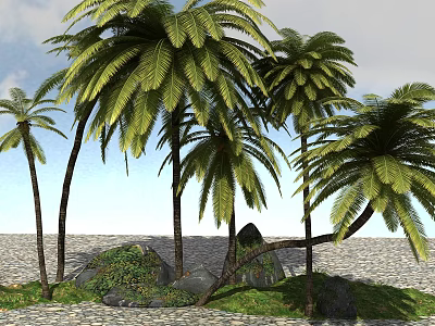 Tall Palm Trees In Natural Landscape With Blue Sky Gravel Ground Rocks And Green Vegetation 3d model