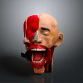 Human Head Anatomy Model With Half Realistic Face And Detailed Internal Structures 3d model