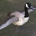Canada Goose Aquatic Bird Standing With Spread Wings On Grassy Field And Trees Background