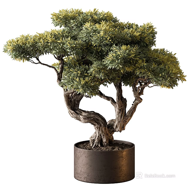 Artistic Bonsai Tree With Twisted Trunk And Lush Green Foliage In Dark Cylindrical Pot 3d model 