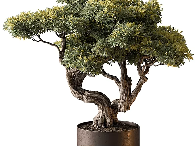 Artistic Bonsai Tree With Twisted Trunk And Lush Green Foliage In Dark Cylindrical Pot 3d model