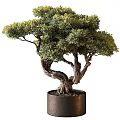 Artistic Bonsai Tree With Twisted Trunk And Lush Green Foliage In Dark Cylindrical Pot