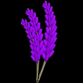 Fresh Purple Lavender Flower Bunches With Green Stems And Natural Decorative Look