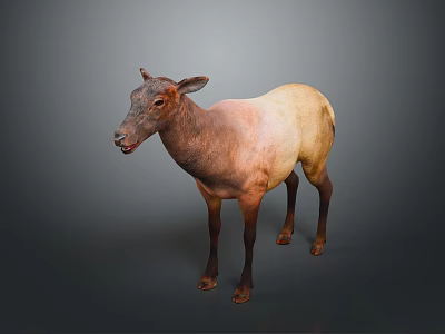 3D Rendered Standing Deer With Light And Dark Brown Fur On Gray Background 3d model