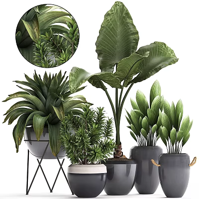 Decorative Plant Ornament Arrangement With Large Leaf Greenery And Ceramic Pots On Stands 3d model