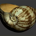 Colorful Conch Shell With Brown White Stripes And Orange Interior