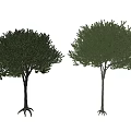 Green Leafy Arbor Trees With Thick Trunks And Exposed Roots On White Background 3d model