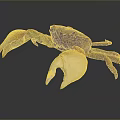 Brown and white crab with large claws displaying on dark background close up view