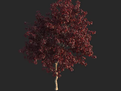 Tall Arbor With Dark Red Leaves And Light Colored Trunk On Dark Background 3d model