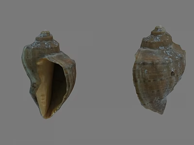 Conch 3d model Conch 3d model
