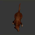 Red Dog Sitting With Tongue Out On Dark Background 3D Render