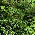 Lush Tropical Plants With Large Green Leaves And Various Foliage In Garden