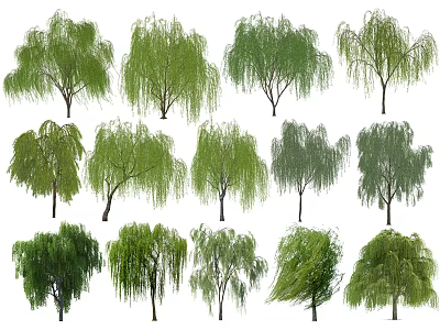 Various Types of Deciduous Trees with Green Foliage and Different Canopy Shapes 3d model