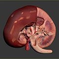 Human Abdominal Organ Kidney Detailed Anatomical Structure 3D Rendering Visualization View 3d model