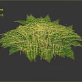 Lush Vibrant Green Leafy Plant With Glossy Foliage And Dark Background