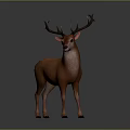 Realistic Brown Deer With Large Antlers Standing On Dark Background 3d model